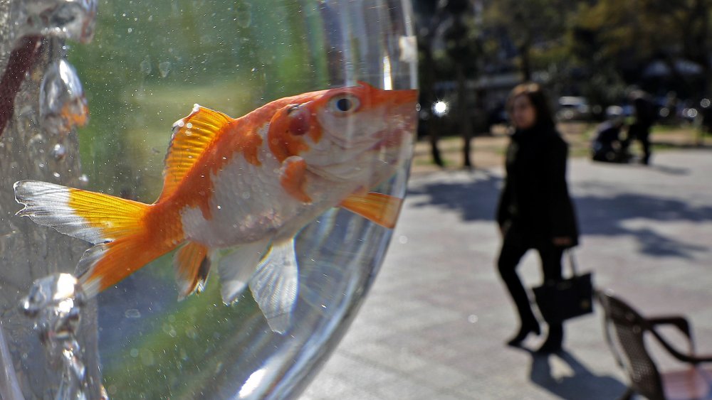 Goldfish swallowing