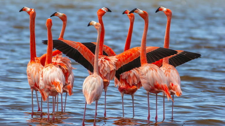 a flamboyance of flamingos