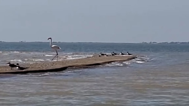 Pink Floyd walking at the bay