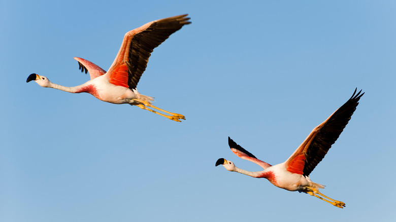 two flamingos flying