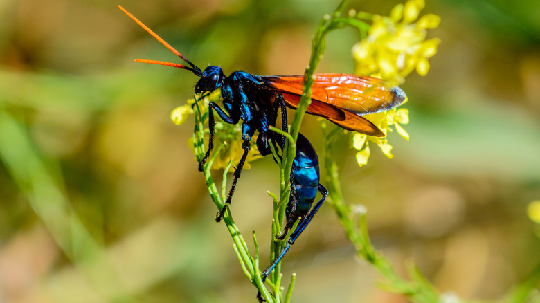 tarantula hawk wasp on plant