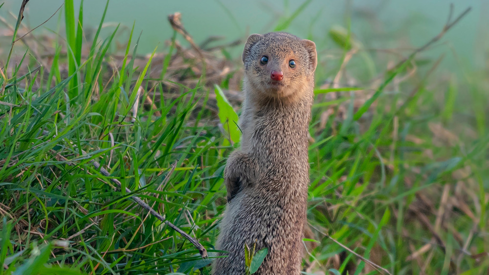 An Indian grey mongoose in high grass