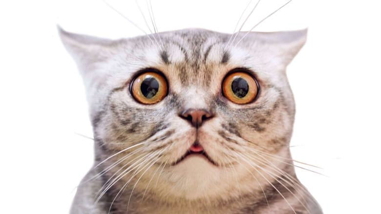 Surprised cat