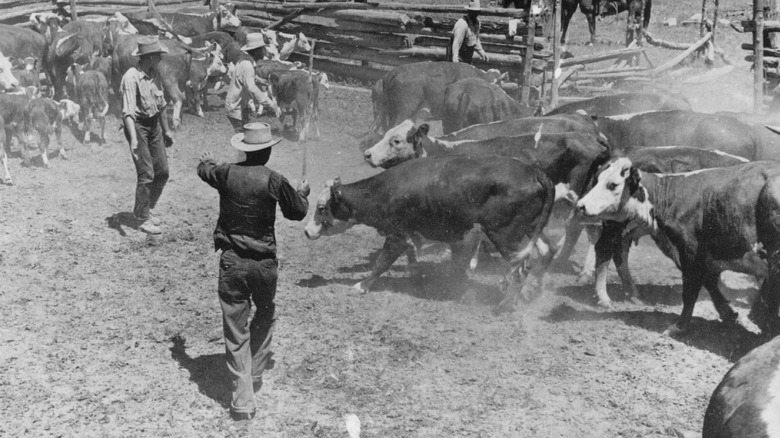 Vintage beef rancher