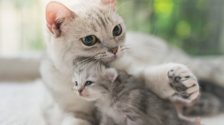 mother cat and kitten