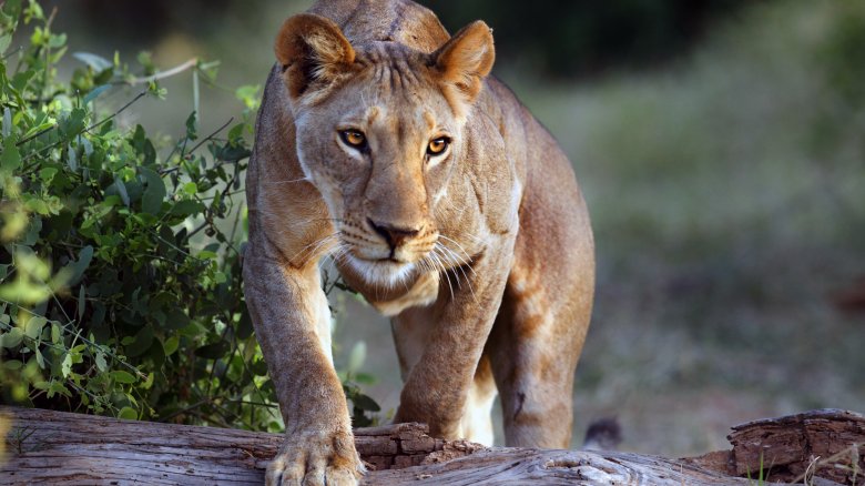 lioness stalking hunting