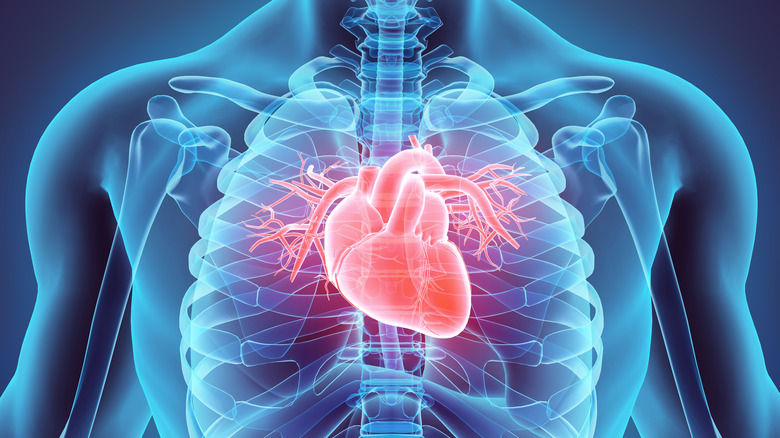 human heart in body