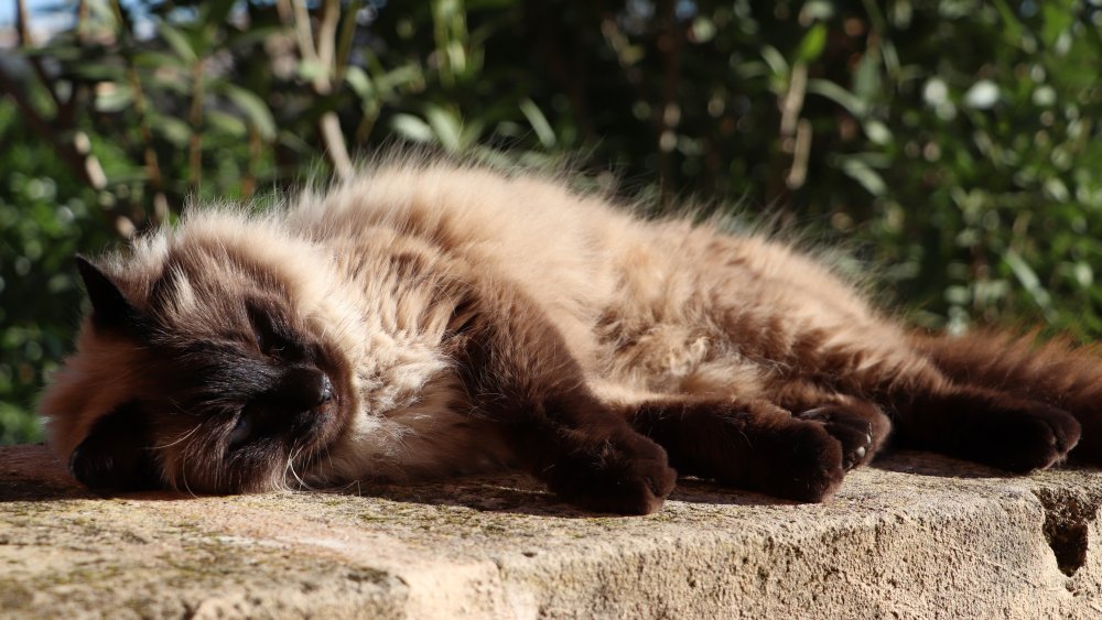 Ragdoll cat