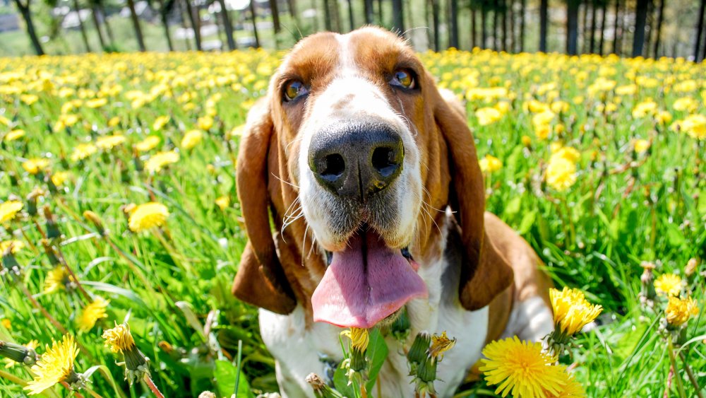 Basset Hound