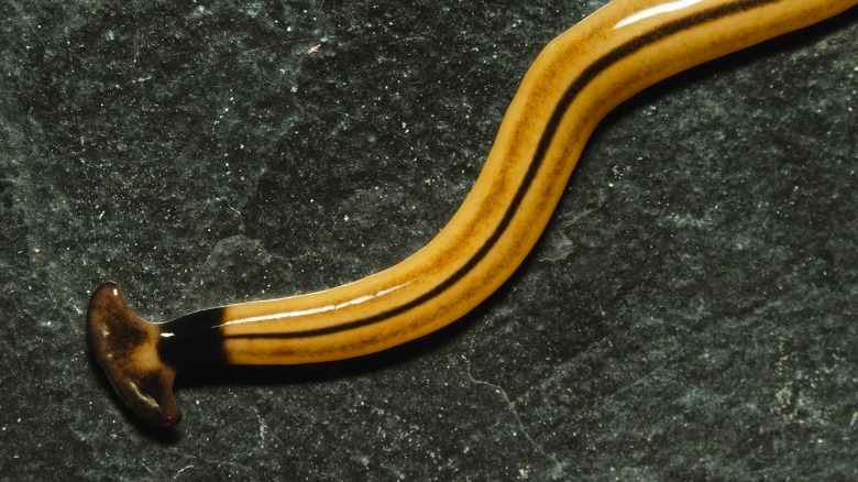 hammerhead worm bite