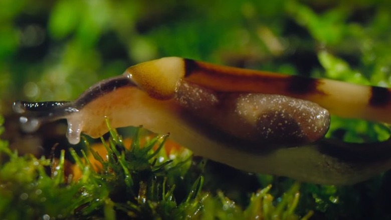 Striped hammerhead worm attacking a snail