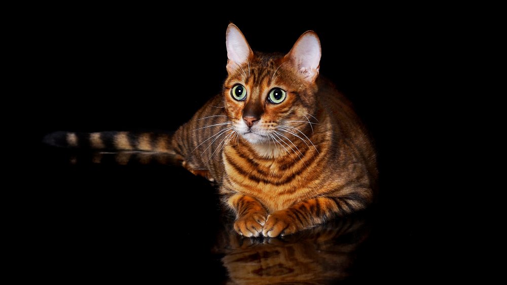 toyger cat tiger