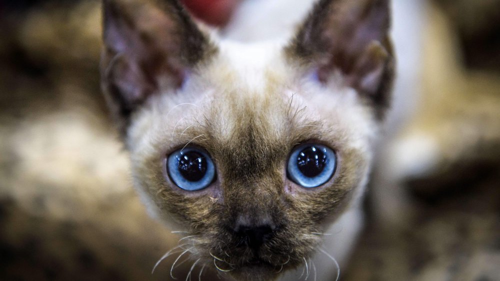 Siamese cat