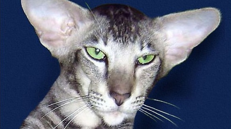 Oriental Shorthair