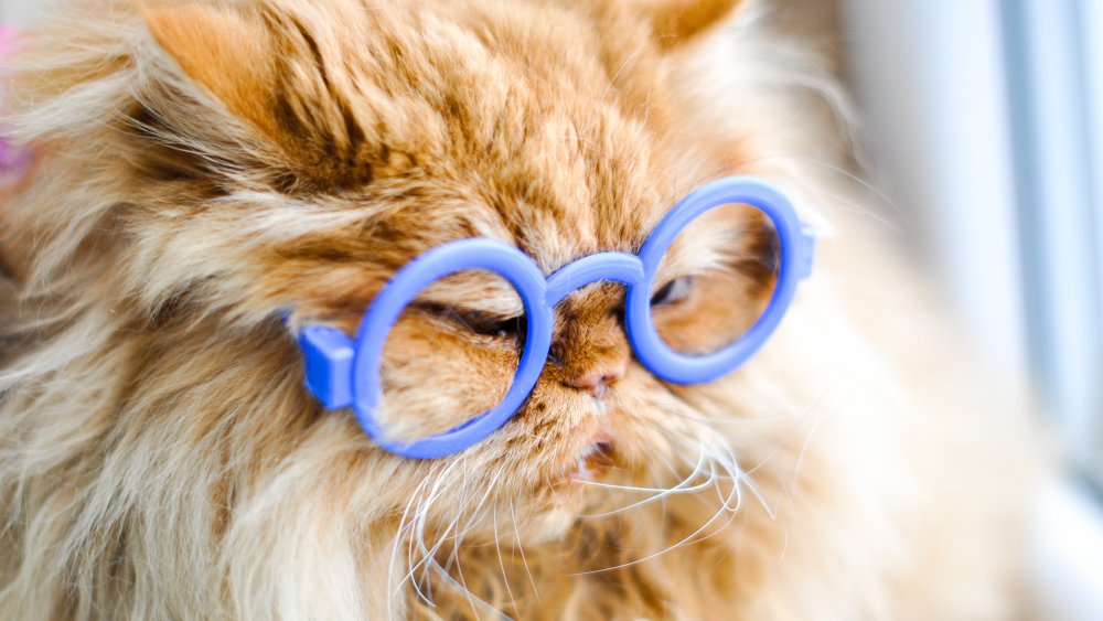 cat glasses