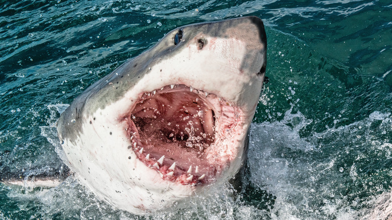 Great white shark mouth open