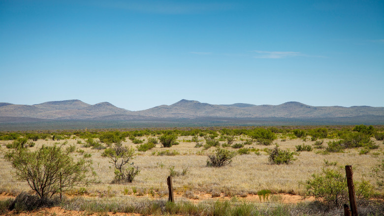 Texas desert landscape