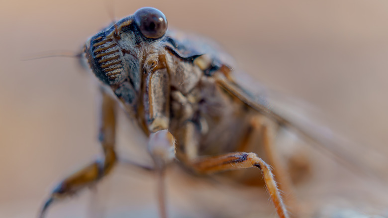 cicada with dark eyes