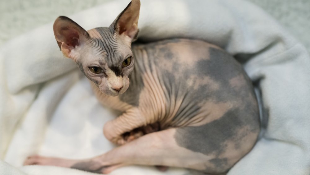 Sphynx kitten