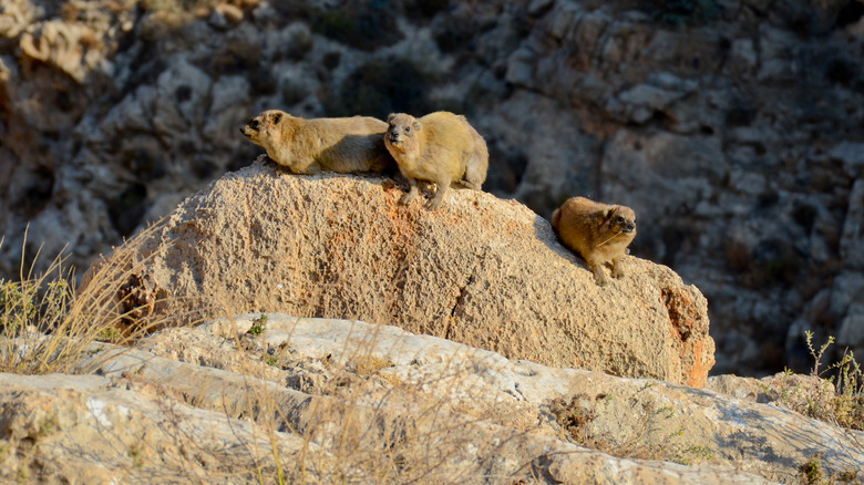 hyraxes on rock