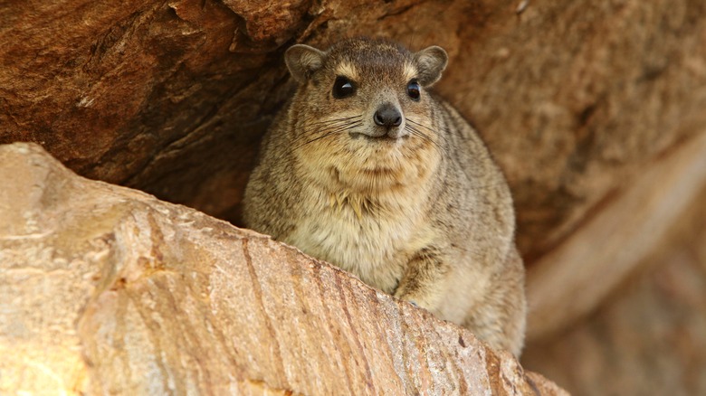 rock hyrax under rock