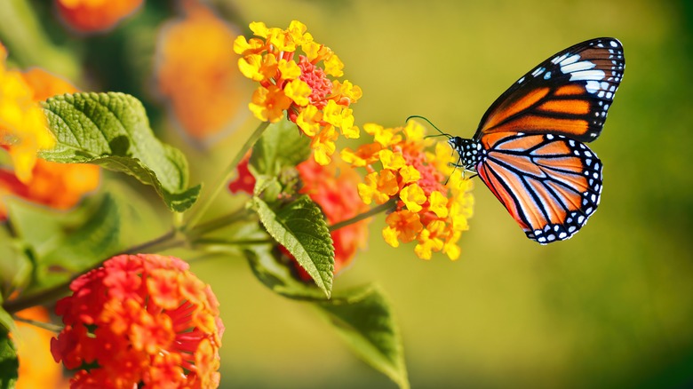 Monarch butterfly resting on flower