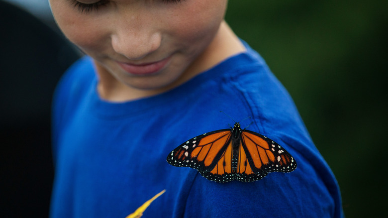 Monarch butterfly resting child's shoulder