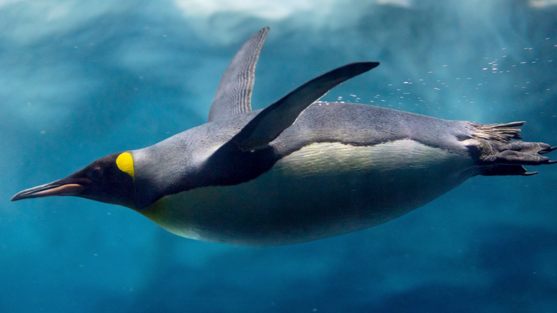 Penguin diving in water