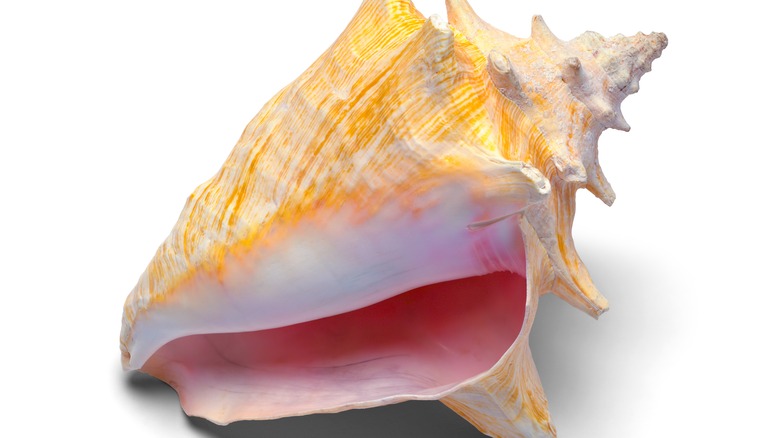 conch shell