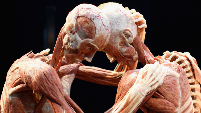 Two plastinated remains embrace