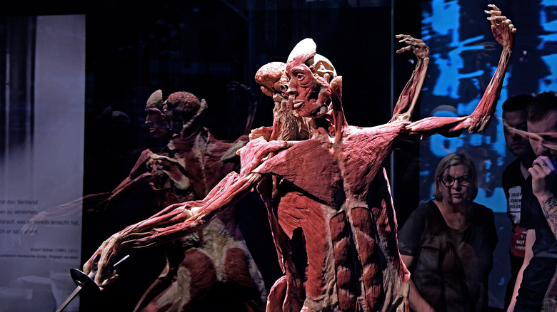 Plastinated specimen posed in Body Worlds exhibit