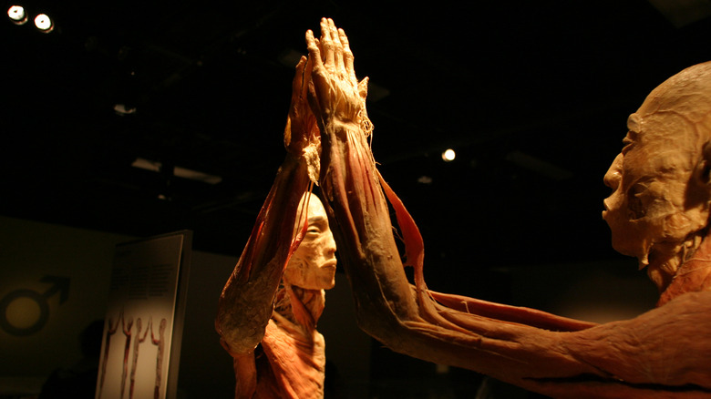 Two plastinated remains touching hands in 2010 Bodies exhibit