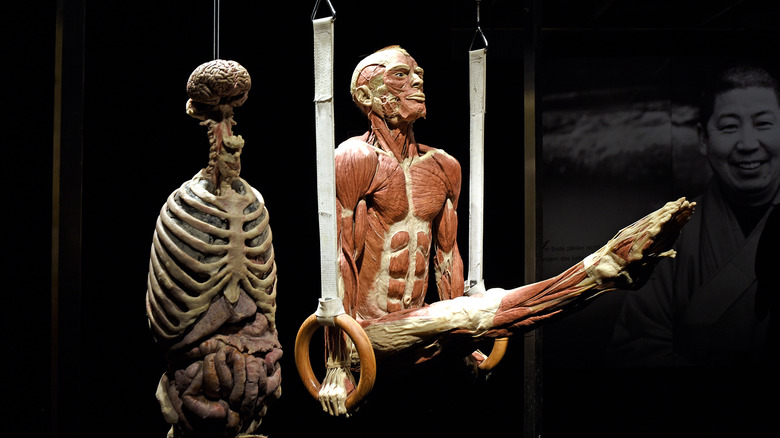 Body Worlds plastinate posed as gymnast on rings