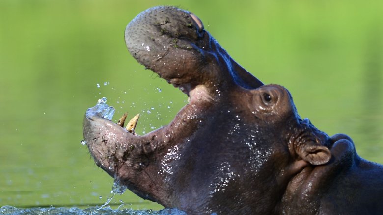 hippopotamus