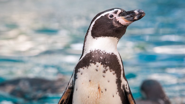 humboldt penguin