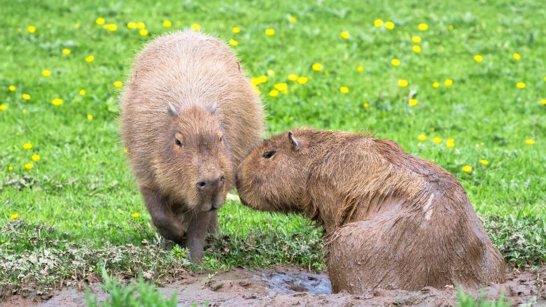 capybara