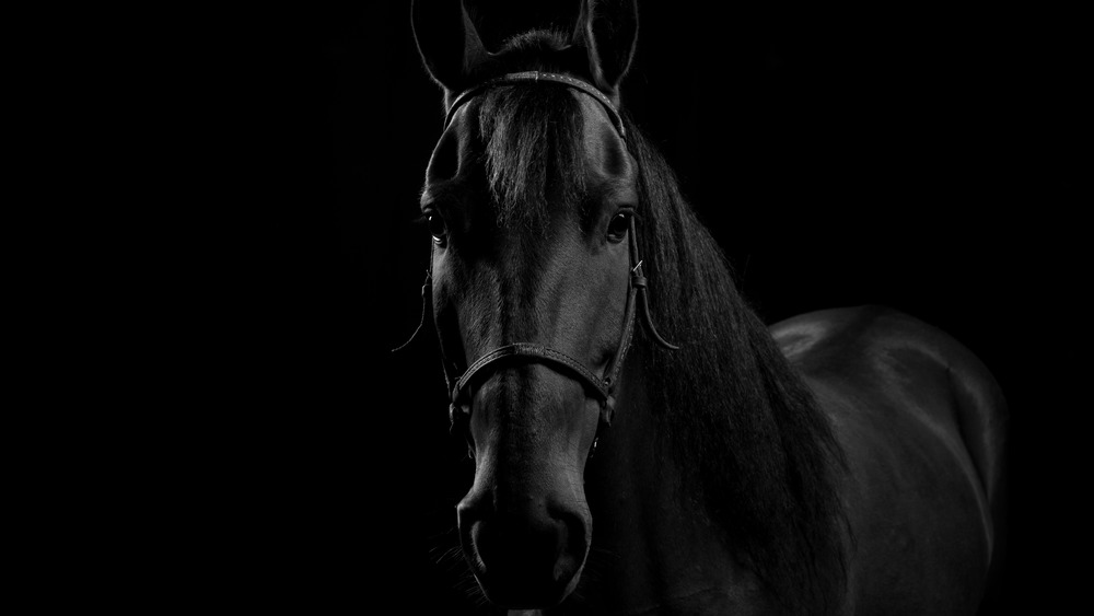 Black horse on black background