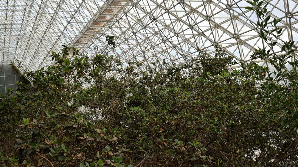 interior biosphere 2 trees