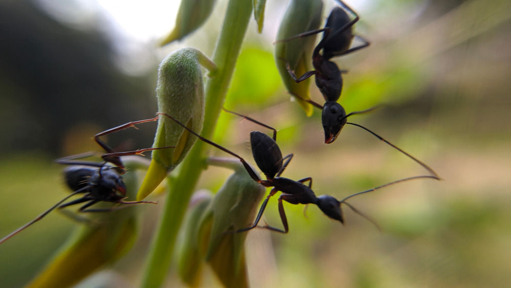crazy ants climbing plants