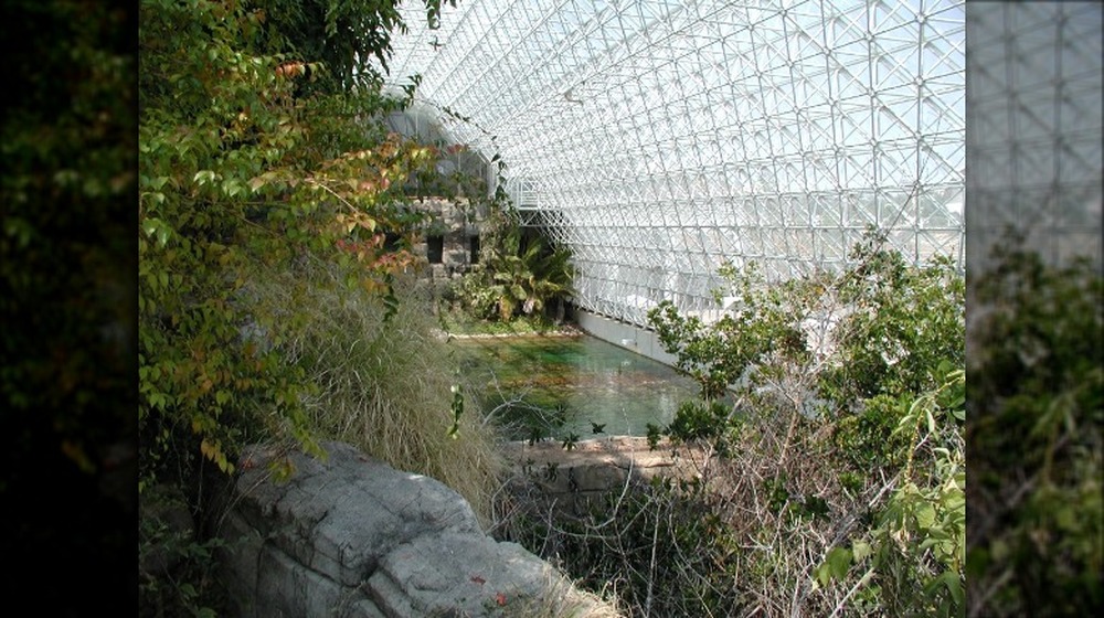 inside biosphere 2 forest