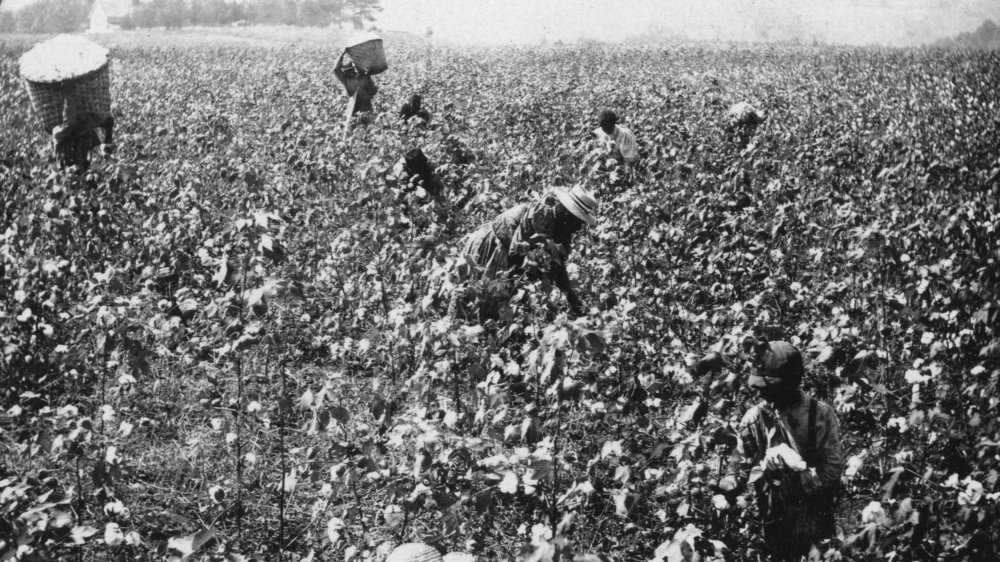 American cotton plantation circa 1898