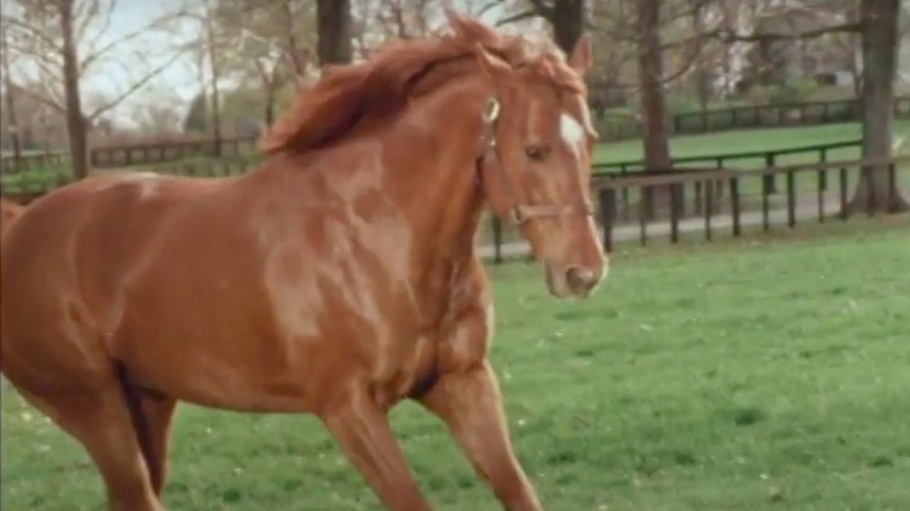 Secretariat in retirement