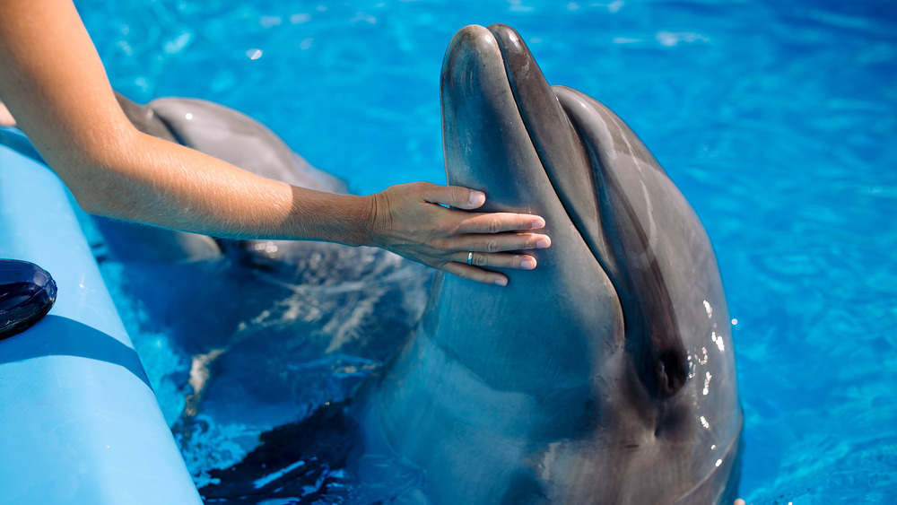 woman petting dolphin