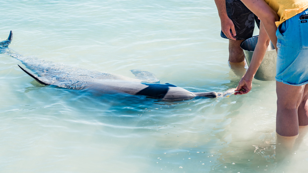 people feeding dolphin