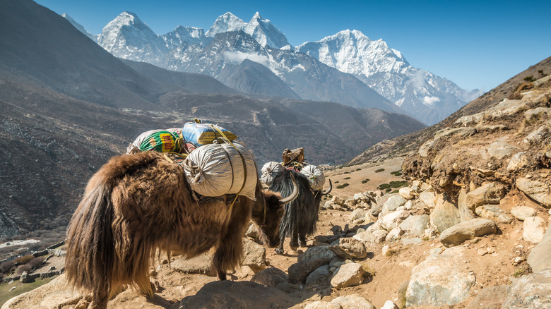 view from the Himalayas