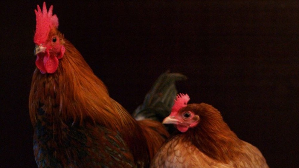 A pair of female chickens
