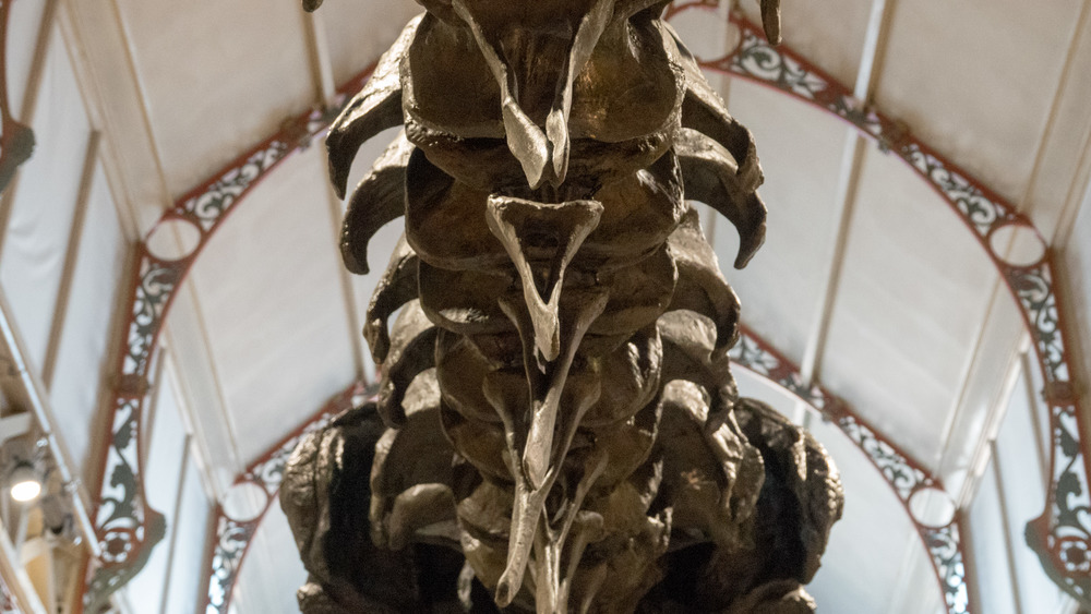 Dippy the Diplodocus underside view