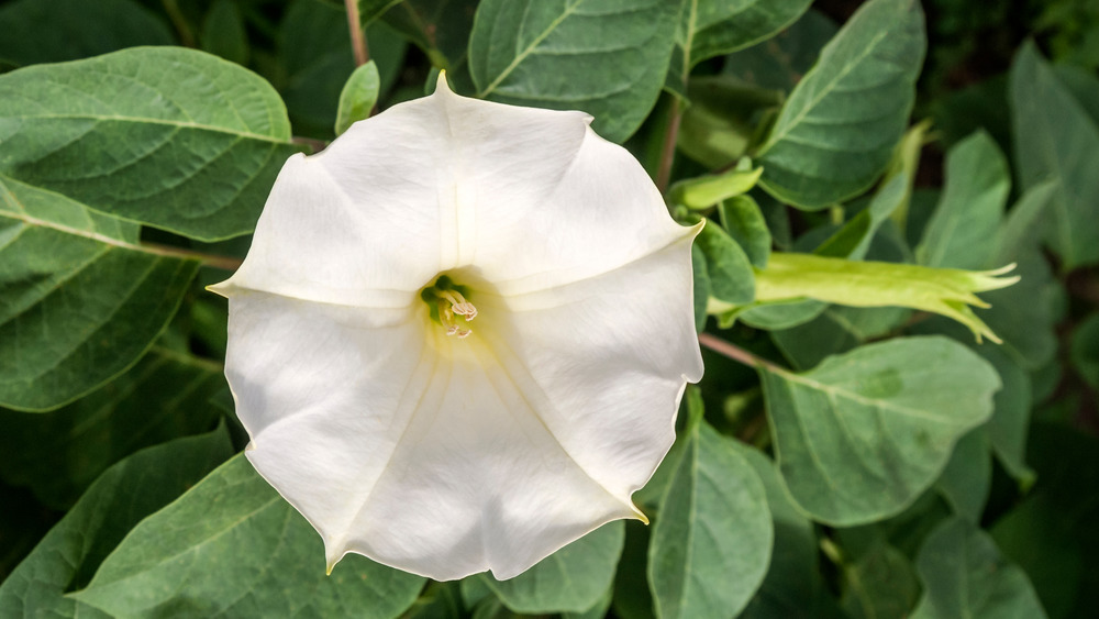 Jimson Weed (Datura stramonium) in park, Moscow region, Russia