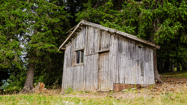 Creepy shack in the woods