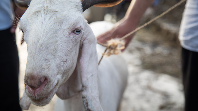 Goat staring at camera